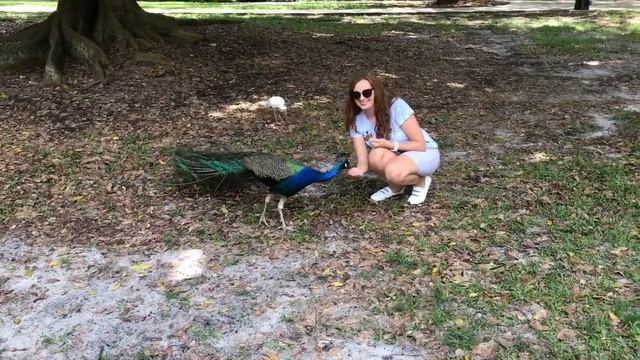 peacock sings ? Как поют павлины))) ? смотреть онлайн