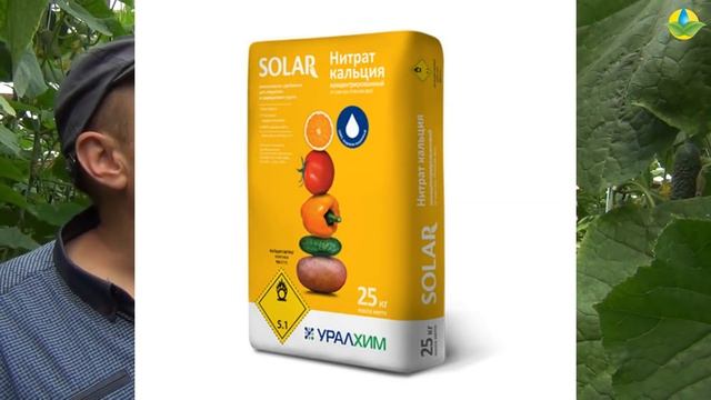 Универсальный огурец на все сезоны - Кассиус F1 смотреть онлайн