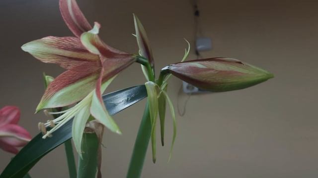 Обзор цветения личной коллекции, 12.03.2021 часть 3 смотреть онлайн