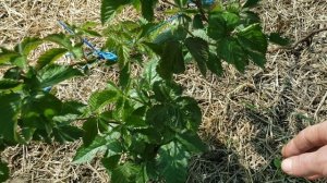 Обработка клубники,малины и ежевики от вредителей весной.