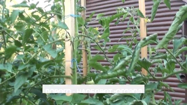 Томат КУУМ очень урожайный вкусный слегка ребристый смотреть онлайн