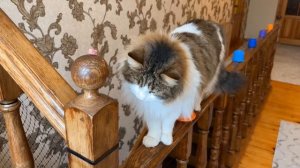 ПОЛОСА ПРЕПЯТСТВИЙ для ПИТОМЦЕВ! ЭКСТРЕМАЛЬНЫЙ ЧЕЛЛЕНДЖ! КТО ПРОЙДЕТ ПОЛУЧИТ ПРИЗ! ДАЙТЕ ИМЯ КОШЕЧК