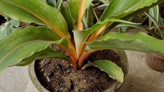 Orange Spider Plant/ Fire Flash/ Mandarin Plant | Urdu/Hindi смотреть онлайн