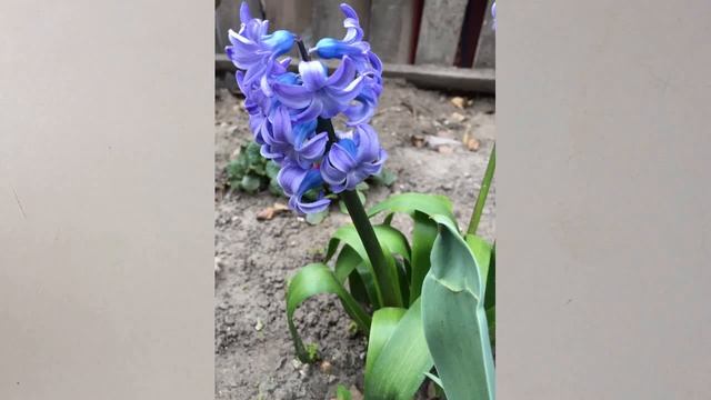 Весенние цветы.#детидома_карантин# смотреть онлайн