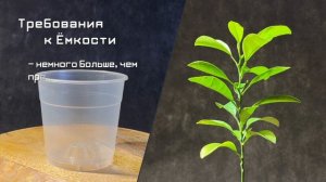 ПЕРЕСАДКА молодого МАНДАРИНОВОГО ДЕРЕВА, выращенного из СЕМЕЧКА | Как и когда делать это правильно?