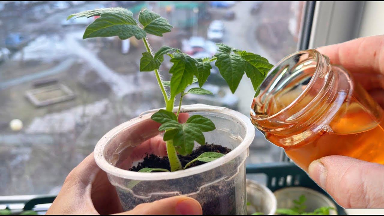 Для роста корней и от вытягивания рассады! Обязательная подкормка рассады до высадки в грунт смотреть онлайн