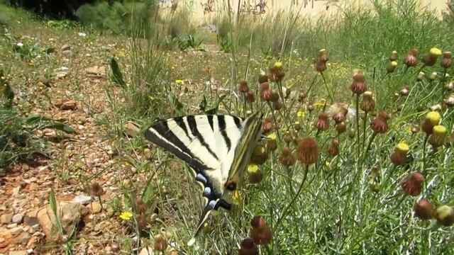 Iphiclides podalirius (Segelfalter) смотреть онлайн