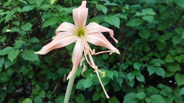 Hippeastrum stylosum смотреть онлайн