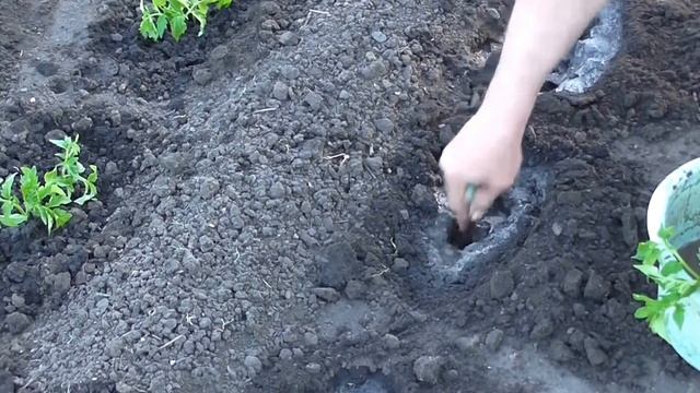 Посадка рассады помидор в открытый грунт. Посадка томатов смотреть онлайн
