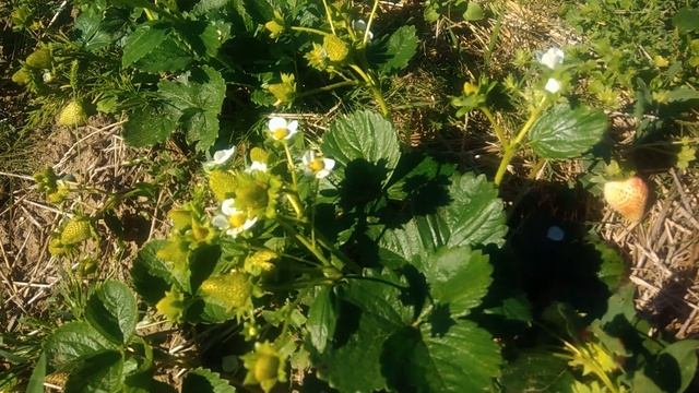Лучшие сорта ремонтантной клубники.Сорт Крапо 10 смотреть онлайн