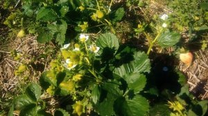 Лучшие сорта ремонтантной клубники.Сорт Крапо 10