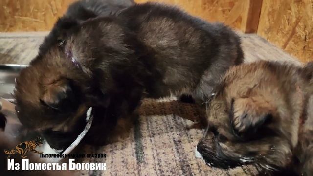 Помет "Г" первый прикорм - щенки д/ш зонарно-рыжей немецкой овчарки (30 дней) смотреть онлайн