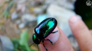 Жук  - Листоед азиатский  (Chrysochares asiaticus)