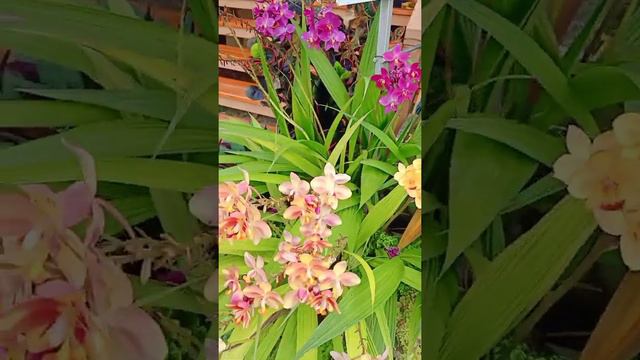 #ดอกเอื้องดิน #กล้วยไม้ดิน смотреть онлайн