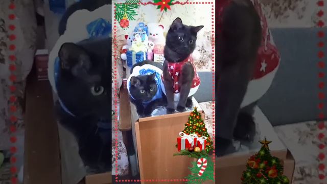 новогодние пожелания 😺😸🎁🎄 смотреть онлайн