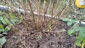 Укрытие крупнолистной гортензии на зиму.