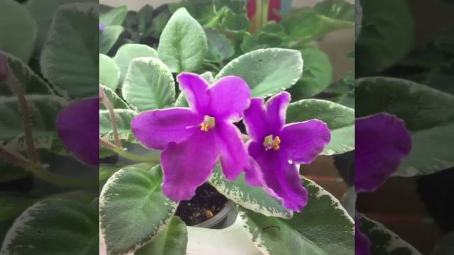 Мои миниатюрные Фиалки в январе 2018 смотреть онлайн