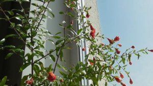 Гранат в домашних условиях. Почему гранат не цветет