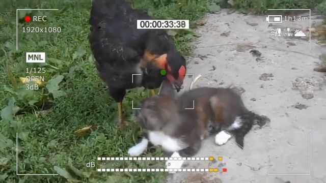 Курица подошла к котёнку и клюнула его.. В то, что случилось дальше, трудно поверить! смотреть онлайн