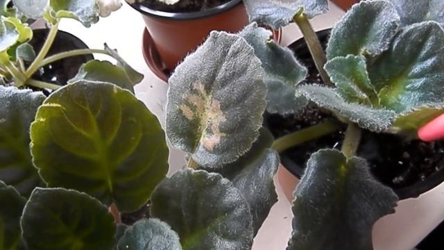 ПОДКОРМКА ФИАЛОК ДЛЯ НАРАЩИВАНИЯ ЛИСТЬЕВ смотреть онлайн