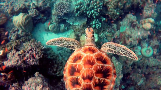 Дайвинг на Мальдивах ⁄ Maldives diving 4K Ultra HD смотреть онлайн