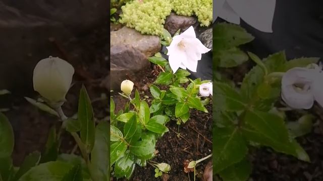 Ширококолокольчик или платикодон. Легко вырастить из семян, зимует под снегом без укрытия. Сибирь. смотреть онлайн