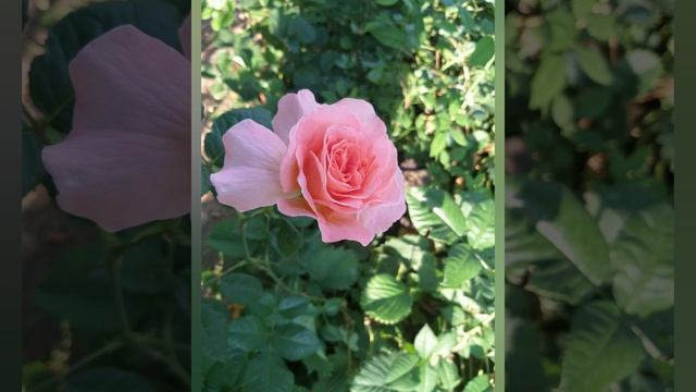 #2августа - Ильин день. Проведите #обрядотдурногоглаза. смотреть онлайн