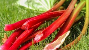 Бизнес-идея: Выращивание ревеня