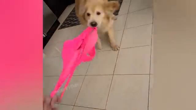 преколы жывотных часте 2 смотреть онлайн