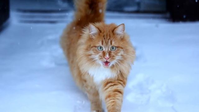 Поэтический цикл. С.Иванов смотреть онлайн