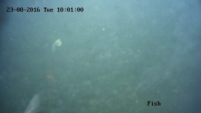 Видеокамера Hiwatch DS I220 под водой смотреть онлайн