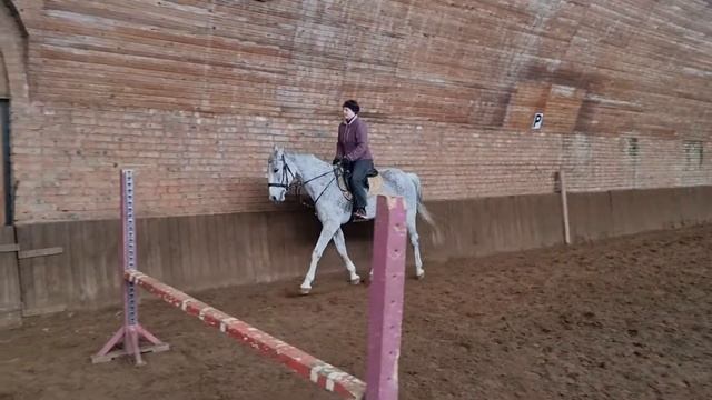 Продажа Ахалтекинских лошадей Sale of Akhal-Teke horses https://akhaltekellc.com смотреть онлайн