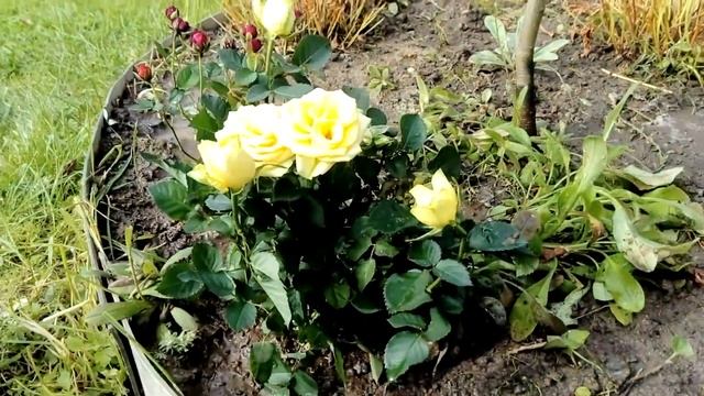 наш Гелениум и последние цветы осени. смотреть онлайн