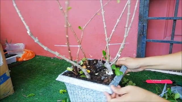Acerola Cherry Bonsai (barbados) malpighia glabra смотреть онлайн