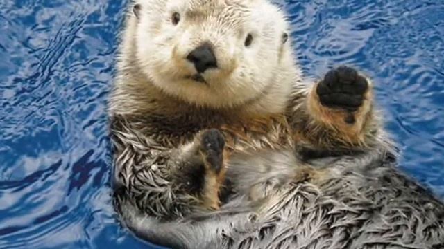 Калан — Kalan смотреть онлайн