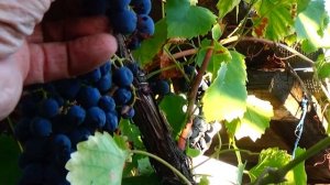 Виноград для вина и сока: "Мускат белый зимующий", "Николай",Черный доктор".
