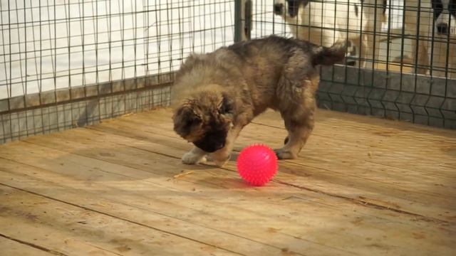 Белый Лекарь | Щенки кавказской овчарки | помет "М" смотреть онлайн