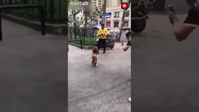 Собака ведёт себя как человек смотреть онлайн