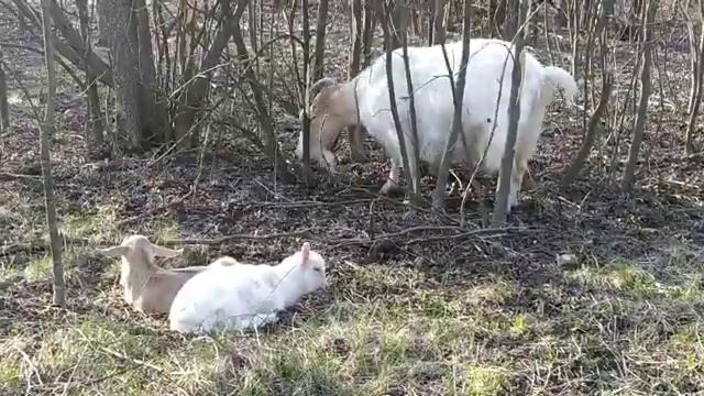 Газировка, польза или вред? смотреть онлайн