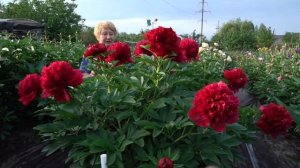 Пион Red Charm. Май 2018