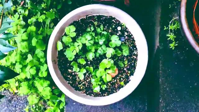 Ranunculus / ラナンキュラス : Time Lapse　タイムラプス смотреть онлайн