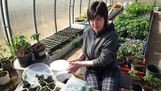 Черенкуем Тис ягодный.