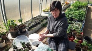 Черенкуем Тис ягодный.