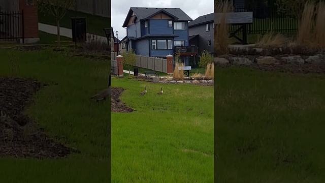 canada goose. Канадские гуси смотреть онлайн