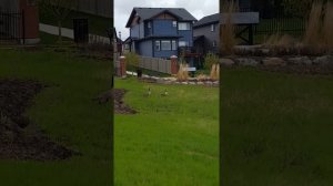 canada goose. Канадские гуси