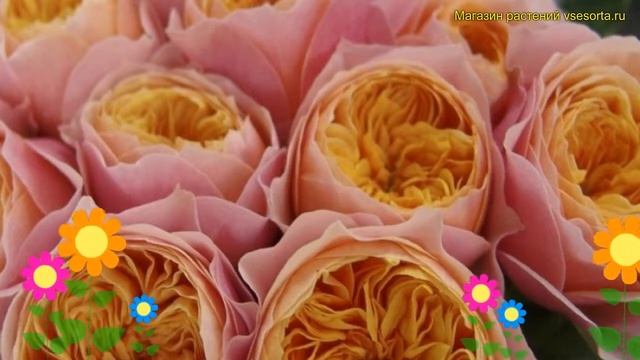 Роза чайно-гибридная Вувузела. Краткий обзор, описание характеристик rosa Vuvuzela смотреть онлайн