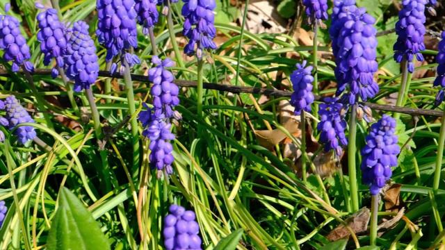 Bee on purple flower 3 смотреть онлайн