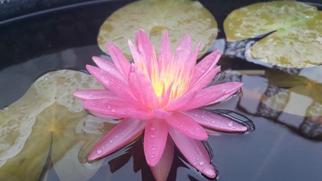 Нимфея Pink Silk (Розовый шелк) зимостойкая кувшинка, кувшинка, нимфея, водные растения, пруд смотреть онлайн