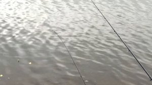 Рыбалка на ФЛЭТ ФИДЕР | Ловля КАРАСЯ на ФЛЭТ ФИДЕР в черте города