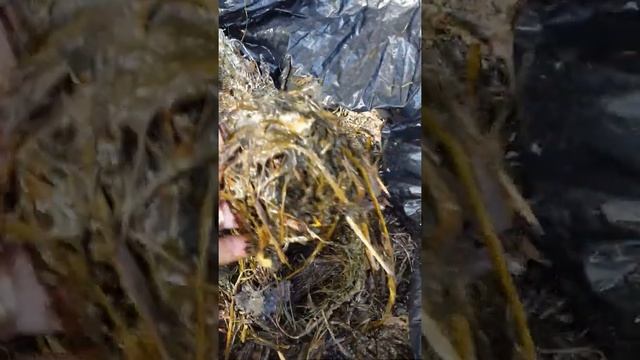 трава в черном мешке через несколько дней смотреть онлайн